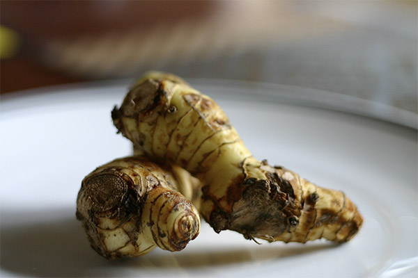 A galangal gyökér gyógyító tulajdonságai