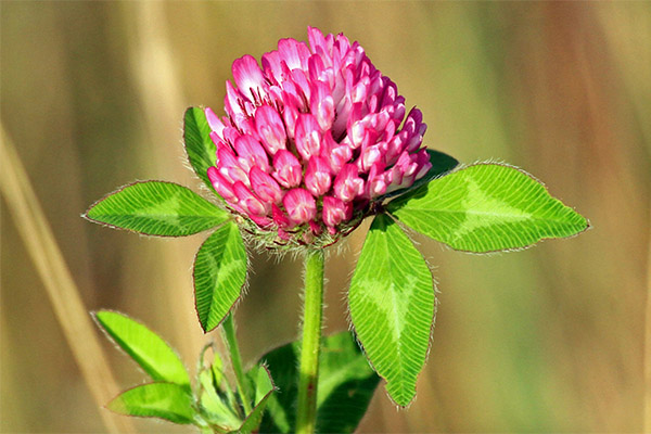 The healing properties of red clover