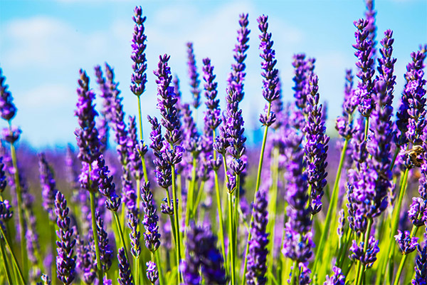 Lavenderin parantavat ominaisuudet