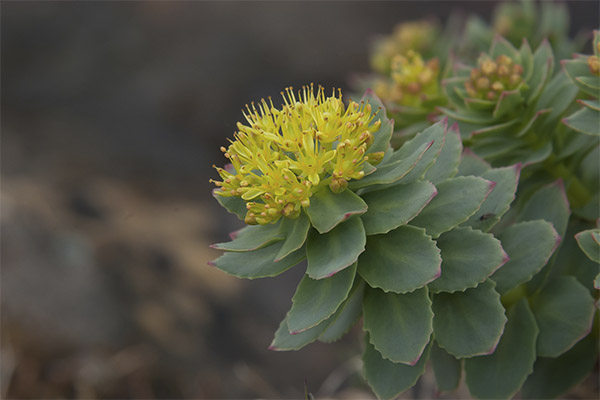 คุณสมบัติการรักษาของ Rhodiola rosea