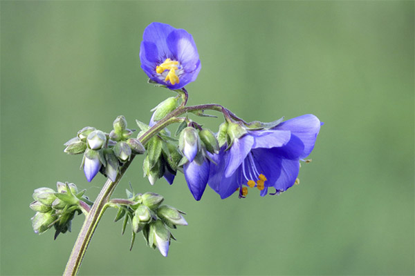 The healing properties of cyanosis blue