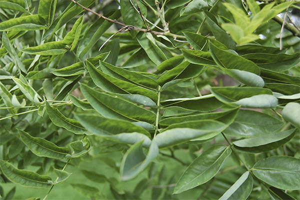 As propriedades curativas da sophora japonesa