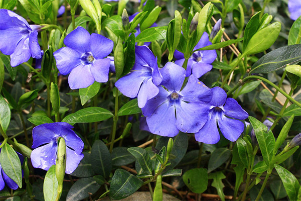 De helbredende egenskapene til periwinkle grass