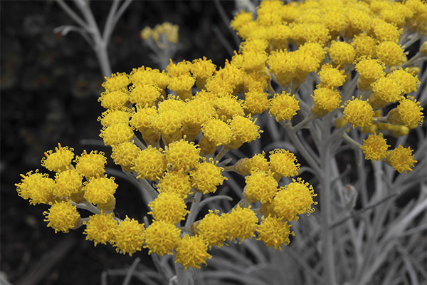 The healing properties of immortelle grass