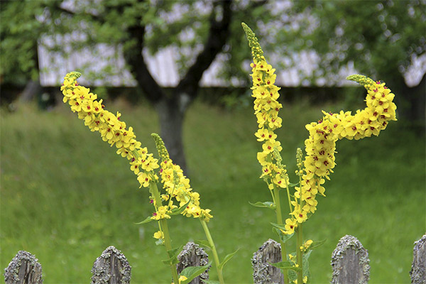 The healing properties of mullein herb