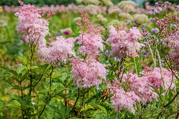 The healing properties of grass meadowsweet