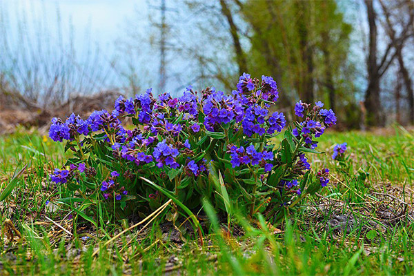 สรรพคุณทางยาของหญ้าของ Lungwort