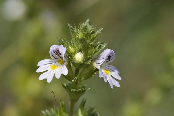 Les propriétés curatives de l'euphrasie aux herbes