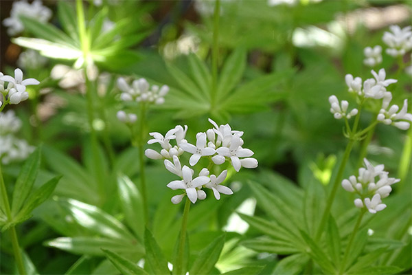 Medicinal properties of the herb