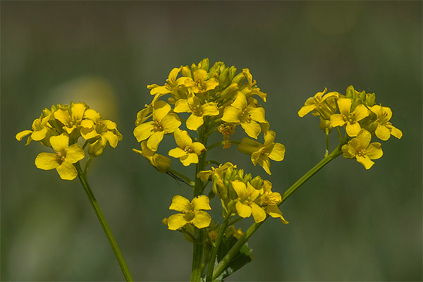 The healing properties of colza grass