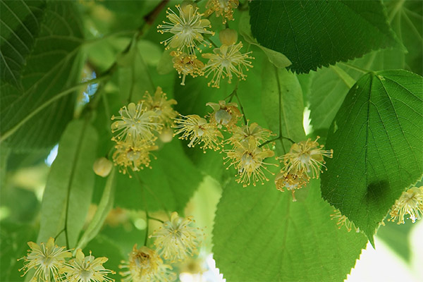 Linden in folk medicine