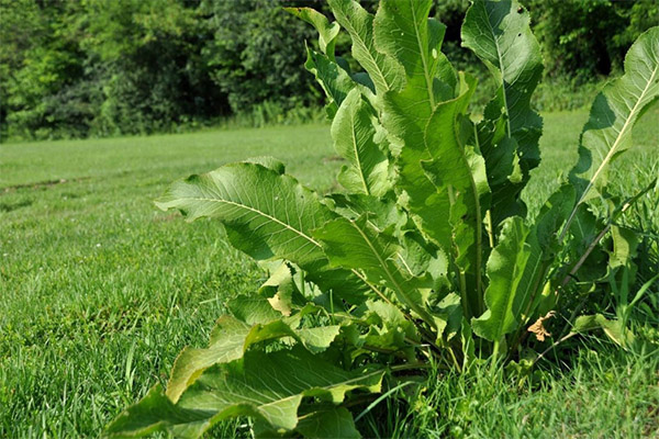 Horseradish leaves