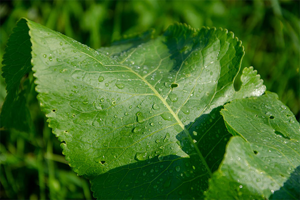 Horseradish leaves in folk medicine