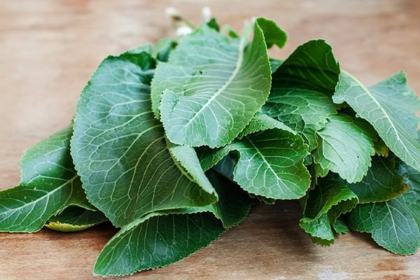 Horseradish leaves