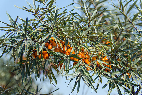 Sea buckthorn leaves in folk medicine