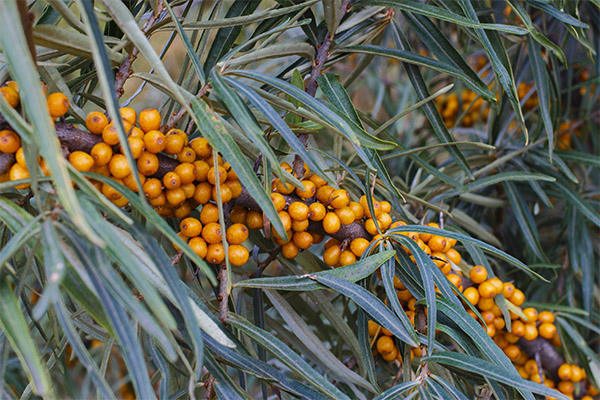 Sea buckthorn leaves