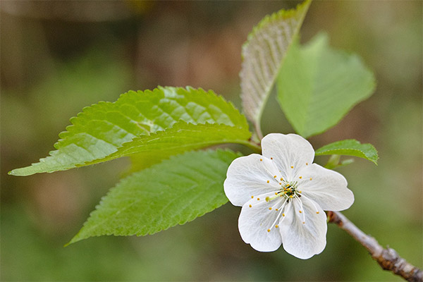 Cherry Leaves in Traditional Medicine