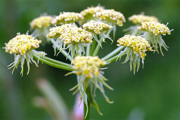 Lovage in folk medicine