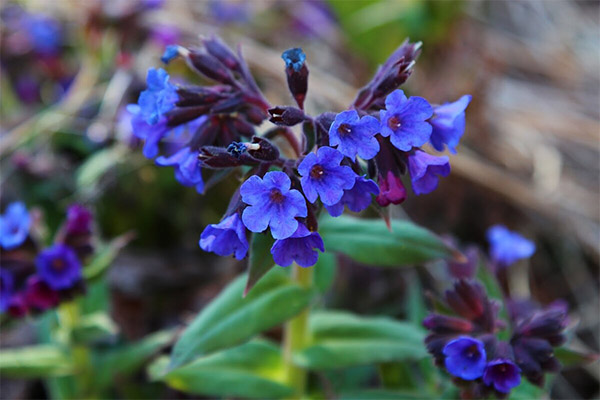 Lungwort v medicíne