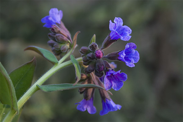 Lungwort