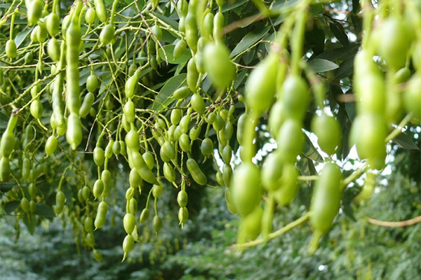 É possível comer os frutos da Sophora Japanese