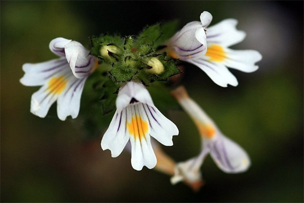 Euphrasia