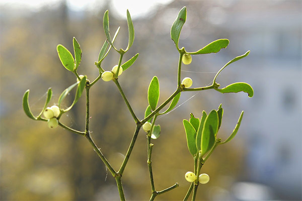 Vit mistel i folkmedicin