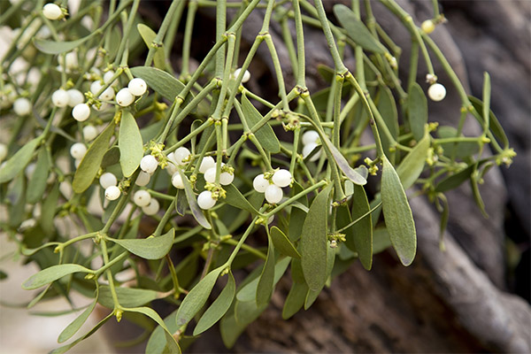 Mistletoe bijela