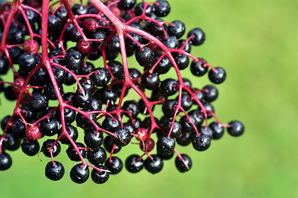 Nyttige egenskaber ved sort elderberry