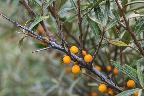 Useful properties of sea buckthorn leaves