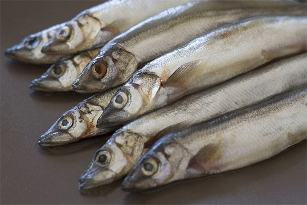 Useful properties of capelin