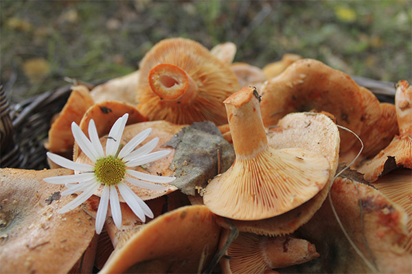 Useful properties of saffron milk cap