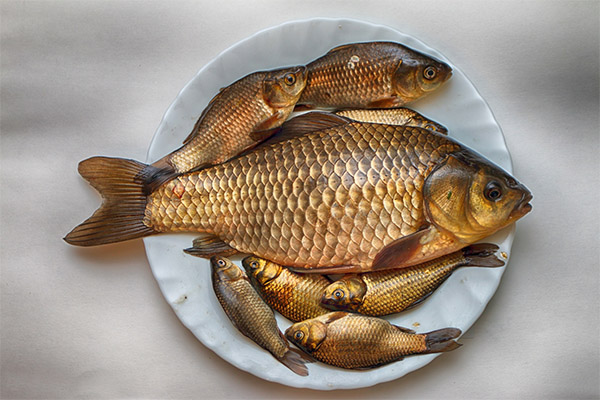 Fordelene og skadene med crucian karpe