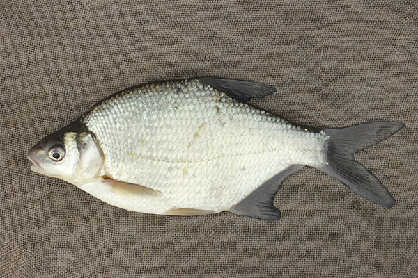 Kebaikan dan keburukan bream