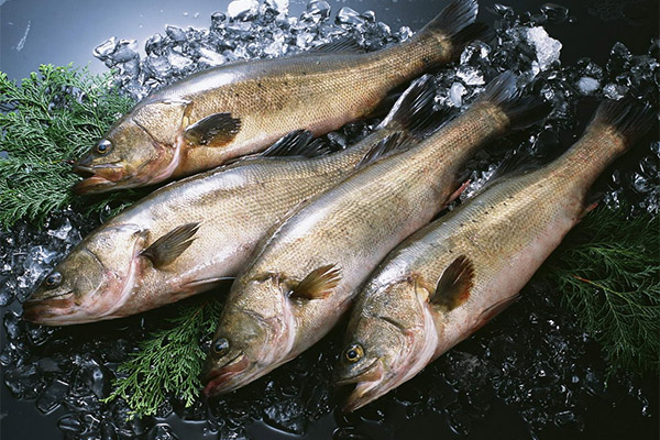 Fordelene og skadene ved pollock