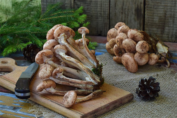 Avantages et inconvénients des agarics au miel