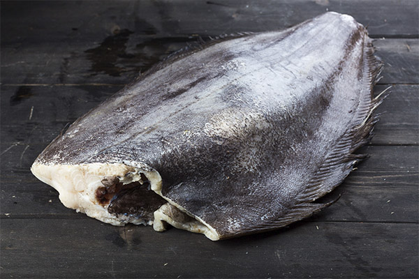 Los beneficios y daños del halibut