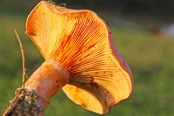 De voor- en nadelen van saffraan-melkchampignons