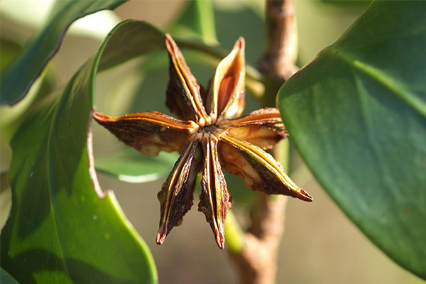 Penggunaan anise bintang dalam perubatan rakyat