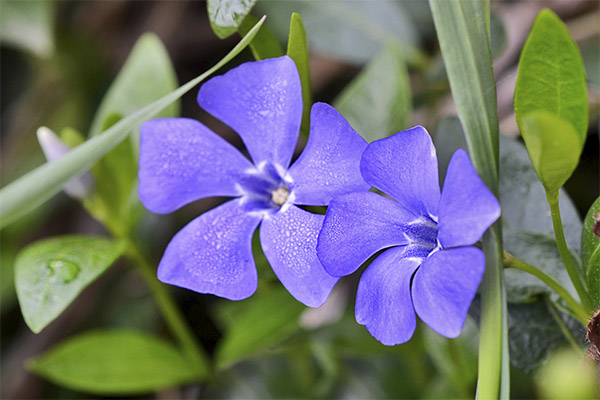 Användning av periwinkle i kosmetologi