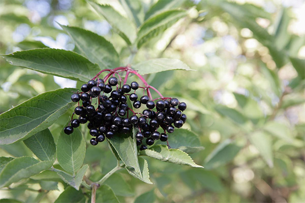 The use of elderberry in traditional medicine