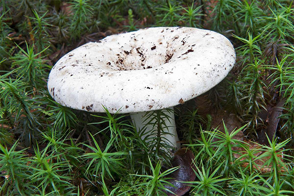 Die Verwendung von blauen Flecken in der Kosmetologie