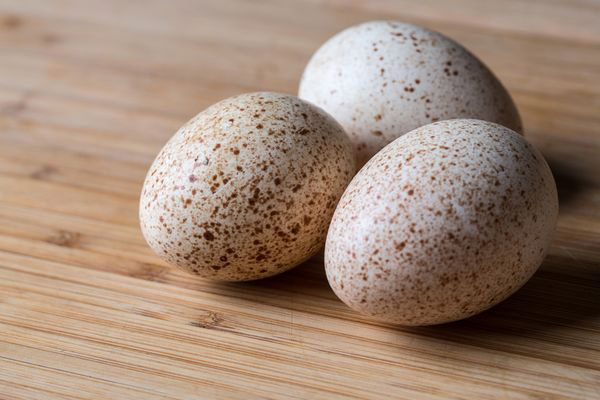 The use of turkey eggs in cosmetology