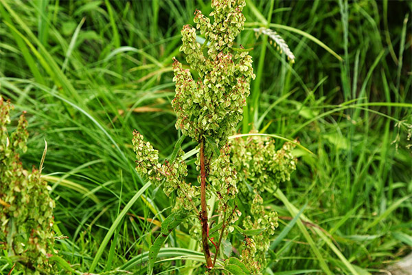 The use of horse sorrel in cosmetology