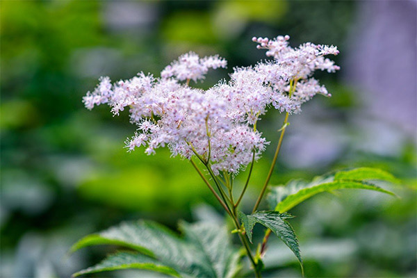 Η χρήση του meadowsweet στη λαϊκή ιατρική