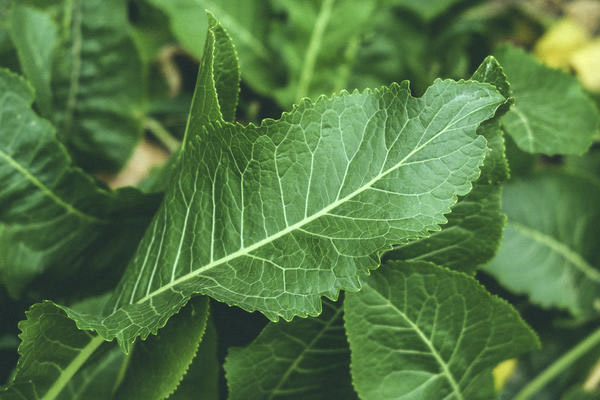 The use of horseradish leaves in cosmetology