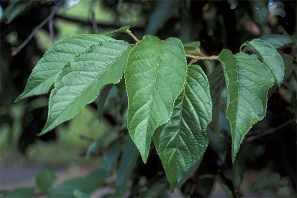 The use of cherry leaves in cooking