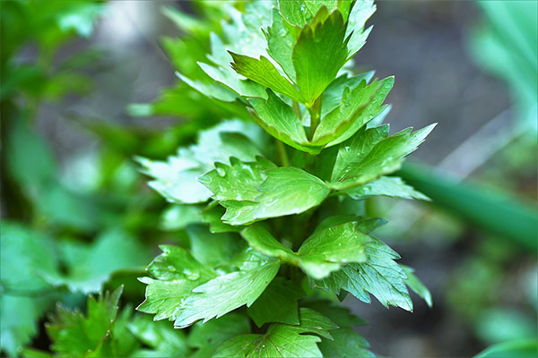 The use of a lovage in cosmetology