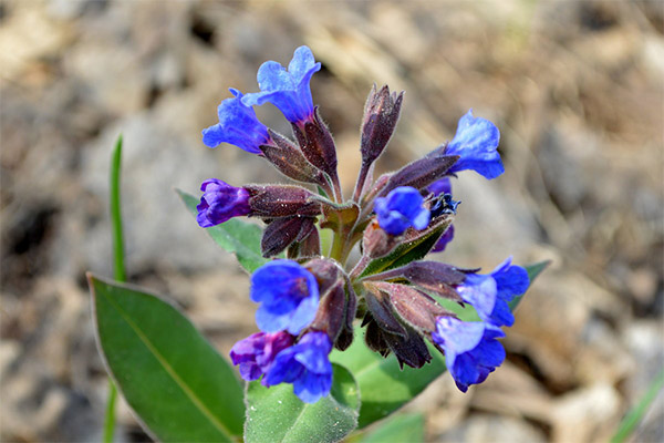 El uso de Lungwort en cosmetología.