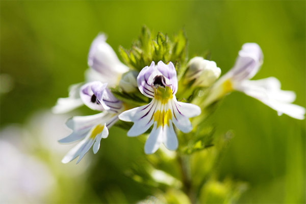 Toepassing van eyebright in cosmetologie